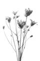 Picture of Dried Flower III  _GroupedProduct_Rectangle_Portrait_Photography _GroupedProduct_Rectangle_Portrait_Unframed_Print_Only_