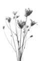 Picture of Dried Flower III  _GroupedProduct_Rectangle_Portrait_Photography _GroupedProduct_Rectangle_Portrait_Unframed_Print_Only_