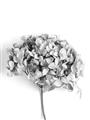 Picture of Dried Hydrangea _GroupedProduct_Rectangle_Portrait_Photography _GroupedProduct_Rectangle_Portrait_Unframed_Print_Only_