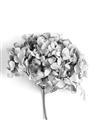 Picture of Dried Hydrangea _GroupedProduct_Rectangle_Portrait_Photography _GroupedProduct_Rectangle_Portrait_Unframed_Print_Only_