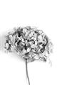 Picture of Dried Hydrangea _GroupedProduct_Rectangle_Portrait_Photography _GroupedProduct_Rectangle_Portrait_Unframed_Print_Only_