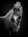 Picture of Ebony, the Horse _GroupedProduct_Rectangle_Portrait_Photography _GroupedProduct_Rectangle_Portrait_Unframed_Print_Only_