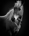Picture of Ebony, the Horse _GroupedProduct_Rectangle_Portrait_Photography _GroupedProduct_Rectangle_Portrait_Unframed_Print_Only_