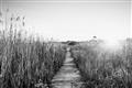 Picture of Field of Dreams   _GroupedProduct_Rectangle_Landscape_Photography _GroupedProduct_Rectangle_Landscape_Unframed_Print_Only_
