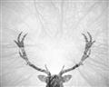 Picture of Forest Stag _GroupedProduct_Rectangle_Landscape_Photography _GroupedProduct_Rectangle_Landscape_Unframed_Print_Only_