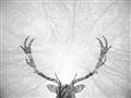 Picture of Forest Stag _GroupedProduct_Rectangle_Landscape_Photography _GroupedProduct_Rectangle_Landscape_Unframed_Print_Only_