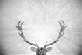 Picture of Forest Stag _GroupedProduct_Rectangle_Landscape_Photography _GroupedProduct_Rectangle_Landscape_Unframed_Print_Only_