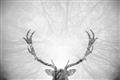 Picture of Forest Stag _GroupedProduct_Rectangle_Landscape_Photography _GroupedProduct_Rectangle_Landscape_Unframed_Print_Only_