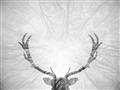 Picture of Forest Stag _GroupedProduct_Rectangle_Landscape_Photography _GroupedProduct_Rectangle_Landscape_Unframed_Print_Only_