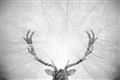 Picture of Forest Stag _GroupedProduct_Rectangle_Landscape_Photography _GroupedProduct_Rectangle_Landscape_Unframed_Print_Only_