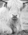Picture of Furry Cow _GroupedProduct_Rectangle_Portrait_Photography _GroupedProduct_Rectangle_Portrait_Unframed_Print_Only_