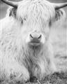 Picture of Furry Cow _GroupedProduct_Rectangle_Portrait_Photography _GroupedProduct_Rectangle_Portrait_Unframed_Print_Only_