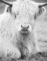 Picture of Furry Cow _GroupedProduct_Rectangle_Portrait_Photography _GroupedProduct_Rectangle_Portrait_Unframed_Print_Only_