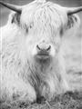 Picture of Furry Cow _GroupedProduct_Rectangle_Portrait_Photography _GroupedProduct_Rectangle_Portrait_Unframed_Print_Only_