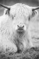 Picture of Furry Cow _GroupedProduct_Rectangle_Portrait_Photography _GroupedProduct_Rectangle_Portrait_Unframed_Print_Only_