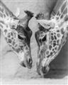 Picture of Giraffe Pals  _GroupedProduct_Rectangle_Portrait_Photography _GroupedProduct_Rectangle_Portrait_Unframed_Print_Only_