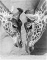 Picture of Giraffe Pals  _GroupedProduct_Rectangle_Portrait_Photography _GroupedProduct_Rectangle_Portrait_Unframed_Print_Only_