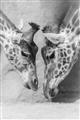 Picture of Giraffe Pals  _GroupedProduct_Rectangle_Portrait_Photography _GroupedProduct_Rectangle_Portrait_Unframed_Print_Only_
