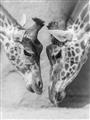 Picture of Giraffe Pals  _GroupedProduct_Rectangle_Portrait_Photography _GroupedProduct_Rectangle_Portrait_Unframed_Print_Only_