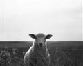 Picture of Grazing Sheep  _GroupedProduct_Rectangle_Landscape_Photography _GroupedProduct_Rectangle_Landscape_Unframed_Print_Only_
