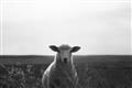Picture of Grazing Sheep  _GroupedProduct_Rectangle_Landscape_Photography _GroupedProduct_Rectangle_Landscape_Unframed_Print_Only_