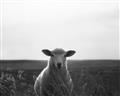 Picture of Grazing Sheep  _GroupedProduct_Rectangle_Landscape_Photography _GroupedProduct_Rectangle_Landscape_Unframed_Print_Only_