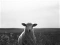 Picture of Grazing Sheep  _GroupedProduct_Rectangle_Landscape_Photography _GroupedProduct_Rectangle_Landscape_Unframed_Print_Only_