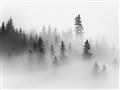 Picture of In the Fog _GroupedProduct_Rectangle_Landscape_Photography _GroupedProduct_Rectangle_Landscape_Unframed_Print_Only_