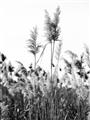 Picture of In the Fields _GroupedProduct_Rectangle_Portrait_Photography _GroupedProduct_Rectangle_Portrait_Unframed_Print_Only_