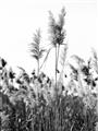 Picture of In the Fields _GroupedProduct_Rectangle_Portrait_Photography _GroupedProduct_Rectangle_Portrait_Unframed_Print_Only_