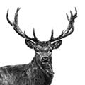 Picture of James, the Stag  _GroupedProduct_Square_Photography _GroupedProduct_Square_Unframed_Print_Only_