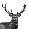 Picture of James, the Stag  _GroupedProduct_Square_Photography _GroupedProduct_Square_Unframed_Print_Only_