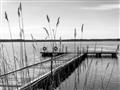 Picture of Lake Life _GroupedProduct_Rectangle_Landscape_Photography _GroupedProduct_Rectangle_Landscape_Unframed_Print_Only_