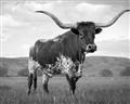 Picture of Life of a Bull _GroupedProduct_Rectangle_Landscape_Photography _GroupedProduct_Rectangle_Landscape_Unframed_Print_Only_