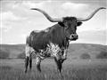 Picture of Life of a Bull _GroupedProduct_Rectangle_Landscape_Photography _GroupedProduct_Rectangle_Landscape_Unframed_Print_Only_