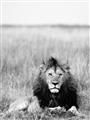 Picture of Lion Stare _GroupedProduct_Rectangle_Portrait_Photography _GroupedProduct_Rectangle_Portrait_Unframed_Print_Only_