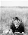 Picture of Lion Stare _GroupedProduct_Rectangle_Portrait_Photography _GroupedProduct_Rectangle_Portrait_Unframed_Print_Only_