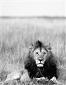 Picture of Lion Stare _GroupedProduct_Rectangle_Portrait_Photography _GroupedProduct_Rectangle_Portrait_Unframed_Print_Only_