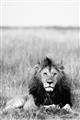 Picture of Lion Stare _GroupedProduct_Rectangle_Portrait_Photography _GroupedProduct_Rectangle_Portrait_Unframed_Print_Only_