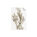 Picture of Dried Eucalyptus   _GroupedProduct_Rectangle_Portrait_Photography _GroupedProduct_Rectangle_Portrait_Unframed_Print_Only_