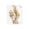 Picture of Dried Eucalyptus   _GroupedProduct_Rectangle_Portrait_Photography _GroupedProduct_Rectangle_Portrait_Unframed_Print_Only_