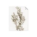 Picture of Dried Eucalyptus   _GroupedProduct_Rectangle_Portrait_Photography _GroupedProduct_Rectangle_Portrait_Unframed_Print_Only_