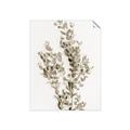 Picture of Dried Eucalyptus   _GroupedProduct_Rectangle_Portrait_Photography _GroupedProduct_Rectangle_Portrait_Unframed_Print_Only_