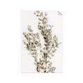 Picture of Dried Eucalyptus   _GroupedProduct_Rectangle_Portrait_Photography _GroupedProduct_Rectangle_Portrait_Unframed_Print_Only_
