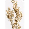 Picture of Dried Eucalyptus   _GroupedProduct_Rectangle_Portrait_Photography _GroupedProduct_Rectangle_Portrait_Unframed_Print_Only_