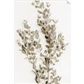 Picture of Dried Eucalyptus   _GroupedProduct_Rectangle_Portrait_Photography _GroupedProduct_Rectangle_Portrait_Unframed_Print_Only_
