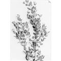 Picture of Dried Eucalyptus   _GroupedProduct_Rectangle_Portrait_Photography _GroupedProduct_Rectangle_Portrait_Unframed_Print_Only_