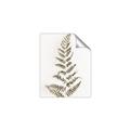 Picture of Dried Fern Leaf  _GroupedProduct_Rectangle_Portrait_Photography _GroupedProduct_Rectangle_Portrait_Unframed_Print_Only_