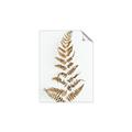 Picture of Dried Fern Leaf  _GroupedProduct_Rectangle_Portrait_Photography _GroupedProduct_Rectangle_Portrait_Unframed_Print_Only_