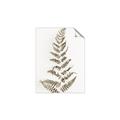 Picture of Dried Fern Leaf  _GroupedProduct_Rectangle_Portrait_Photography _GroupedProduct_Rectangle_Portrait_Unframed_Print_Only_